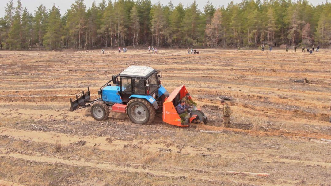 В Ростовской области завершилась весенняя посадка лесных культур